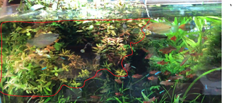 plant 2.png