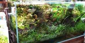 plant 3.png
