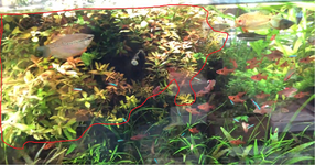 plant 4.png