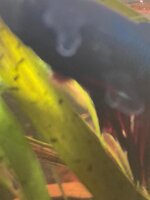 WhatsApp Image 2021-01-11 at 10.17.11.jpeg