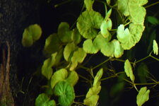 DSC_1669.JPG