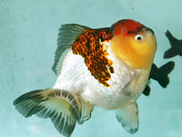 IMG-20201219-WA0019.jpg