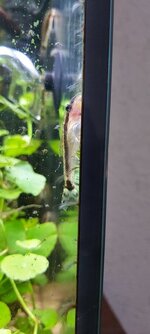 otocinclus.2jpg.jpg
