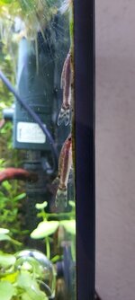 otocinclus.jpg
