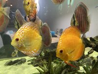 410D946C-A5D2-40BB-8BBF-D4747E7ACAC5.jpeg