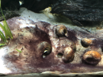 Screenshot 2021-03-12 at 13.43.35.png