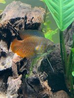 GOURAMI.jpg