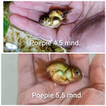 CollageMaker_20201219_174618209.jpg
