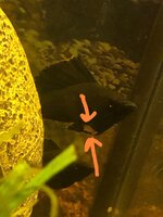 Black molly vis .jpeg