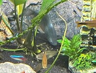 20210706 Blauwe spat met vlek.jpeg