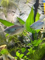 20210706 Blauwe Spat 1.jpeg