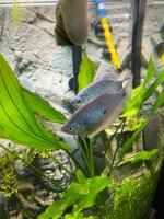 20210706 Blauwe Spat 2.jpeg