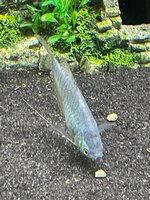 20210707 Blauwe Spat 3.jpeg