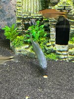 20210707 Blauwe Spat 4.jpeg