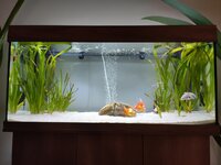 AquariumVallisneria.jpg