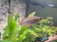 visje met halve staart.jpeg