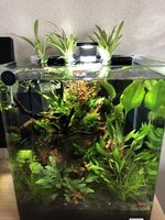 plantopwater.jpg