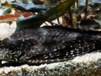 pleco1.jpg