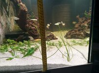 Watergentiaan 12 1 2022.jpg