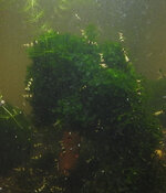 mos1-lomariopsis-lineata.jpg