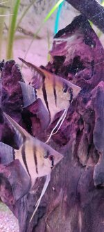 IMG_20220222_180623.jpg