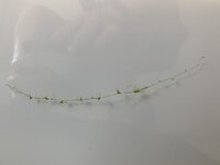 3521B268-6D77-4679-BA04-63507876B6B1.jpeg