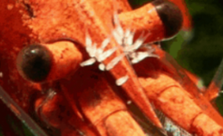 1653221817899.png 1653221817899.png