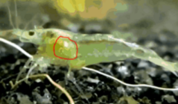 1653221868679.png 1653221868679.png