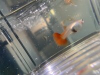 4C698240-F7D8-4E6B-8B47-8ECB658AF695.jpeg