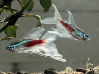 7E0400D8-F674-4094-8F1C-7AE6088A8670.jpeg 7E0400D8-F674-4094-8F1C-7AE6088A8670.jpeg