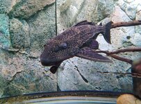 pleco op tak.jpg