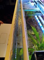 bovenkant aquarium 1.jpg
