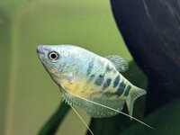 Gourami 1.jpg