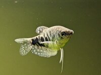 Gourami 2.jpg