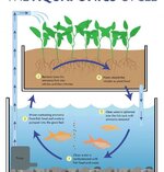 Aquaponics-2Bcycle-2Bgraphic-649x675.jpg