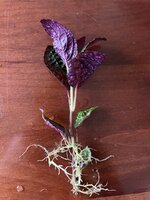 788E3557-0F5A-4F4E-9BA5-3295DE261931.jpeg