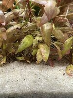 IMG_0423.jpeg