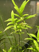 IMG_0424.jpeg