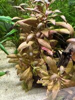 IMG_0425.jpeg