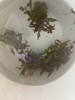 IMG_7611.jpeg