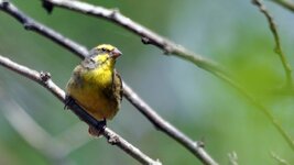 3-yellow-fronted-canary.jpg