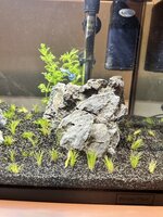 IMG_3593.jpeg