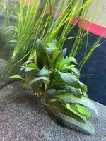 IMG_2210.jpeg