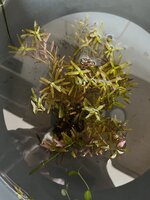 IMG_2212.jpeg