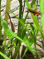 IMG_2447.jpeg