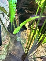 IMG_2446.jpeg