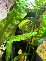 IMG_2445.jpeg