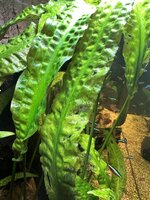 IMG_2444.jpeg