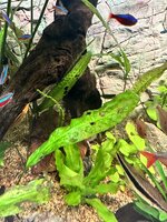 IMG_2443.jpeg