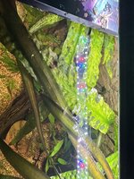 IMG_2442.jpeg